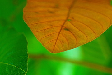 Wall Mural - Orange leaf on the tree