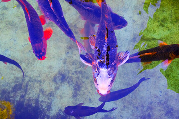 Wall Mural - Koi fish in the pond. Colorful koi fish.