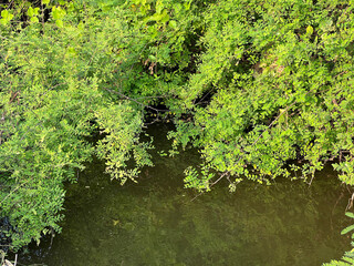 Sticker - green river with a small tree in the forest