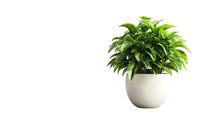 Indoor office plant isolated on a transparent background, PNG