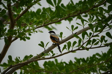 Wall Mural - The Long-tailed Shrike (Lanius schach) is a species of bird belonging to the shrike family, Laniidae. It is known for its distinctive long tail and striking plumage, which typically includes a combina