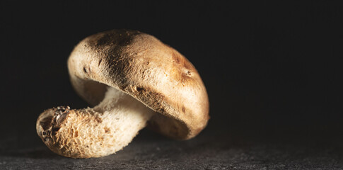 Wall Mural - Shiitake mushrooms on a black background