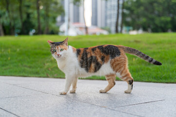 Wall Mural - Cat walks in the park