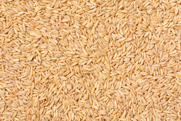 Canvas Print - Oat rice pattern texture for background. Top view, flat lay.