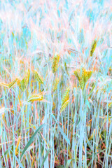 Wall Mural - Green barley or green wheat ears