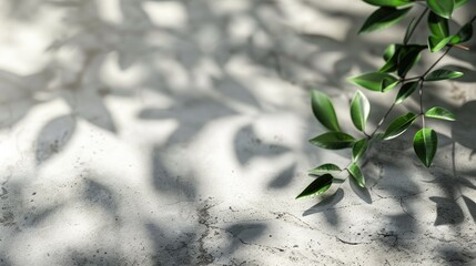 Sticker - Blurred shadow leaves on a cement floor with product display and text in the background