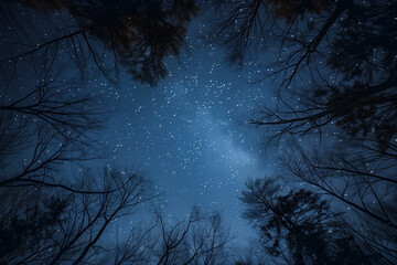 view of night sky surround by trees