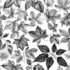 Poster - A seamless pattern of various autumn leaves, illustrated in black and white with intricate detail. The leaves are drawn in a vintage style, reminiscent of botanical illustrations. The image features a