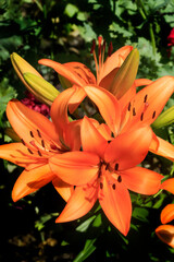 Sticker - Colorful lilies in summer garden