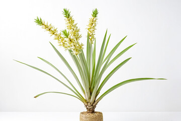 Poster - Blooming Yucca Plant