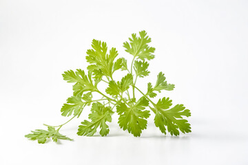 Poster - Fresh Green Coriander Sprig on White Background