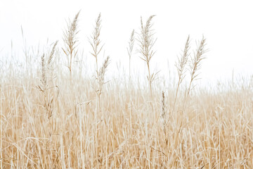 Naklejka na meble Tall Grasses in a Field