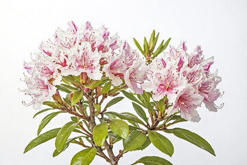 Wall Mural - Pink and White Rhododendron Blossom with Green Leaves on White Background