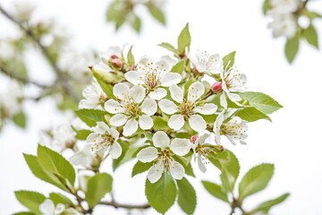 Wall Mural - Close-up of Delicate White Flowers Blooming on a Branch