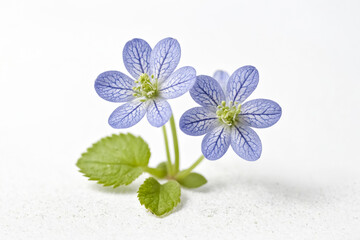 Wall Mural - Delicate Blue Flower on White Background