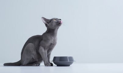 Sticker - White background, white floor, side view of an Korat cat sitting at the edge of the photo on the ground, licking his lips and looking up, minimalist style in front of him there is a cat bowl