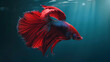 © VK Studio - An elegant betta fish, adorned with vibrant red and blue fins, glides smoothly through a serene, teal backdrop, illuminated by gentle rays of sunlight.