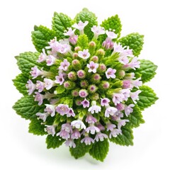 Poster - Top View of a Delicate Pink Clematis Flower on a White Background. Generative AI