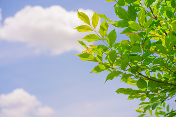 Wall Mural - nature and landscape concept with tree with cloud and sky background