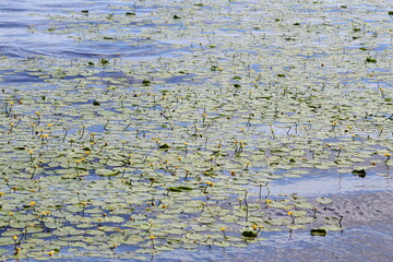 Sticker - A beautiful scene of water lilies floating on the surface of a lake, perfect for use in nature-inspired designs and projects