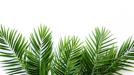 isolated palm trees on a white background