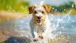 © komgritch - Joyful pet splashing in water to escape the heatwave, capturing the essence of summer fun and coolness