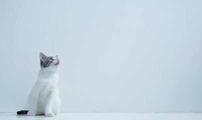 Sticker - White background, white floor, side view of an Pixie-Bob cat sitting at the edge of the photo on the ground, licking his lips and looking up, minimalist style in front of him there is a cat bowl