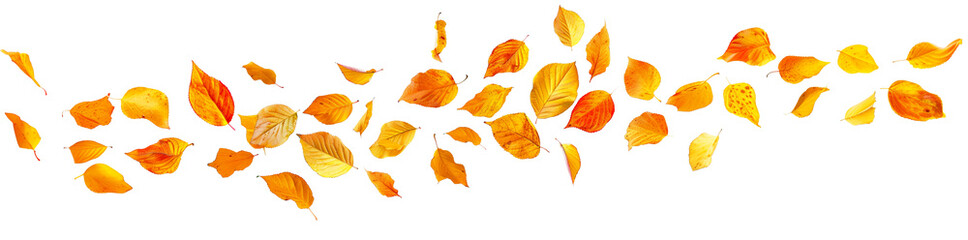 Wall Mural - photo of vibrant yellow and orange leaves flying in the wind on transparent panoramic background, pn
