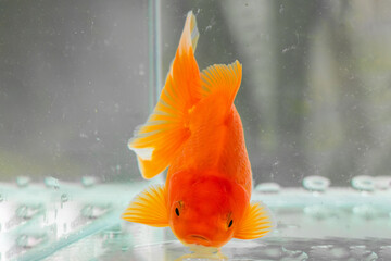 Oranda goldfish in aquarium fish tank close up