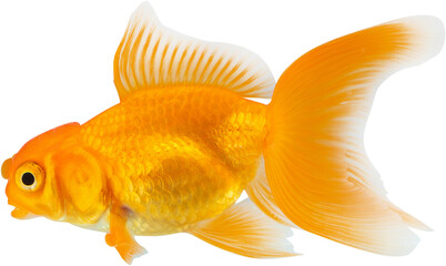 Sticker - Oranda goldfish isolated on white background close up