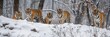 © Alona - Tigers in the Snow: Siberian Tiger Family in Hengdaohezi Park, China