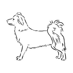 Wall Mural - black line Alopecis the dog, vector sketch