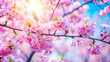 © Maryna - The sun shines through cherry blossoms, creating a beautiful scene with flowers