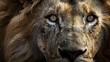 © Berkah - Male lion from the Kgalagadi desert facial portrait in fine art. Panthera leo.