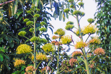 Agave americana plant, common names include, Maguey, American aloe, guard plant, century plant