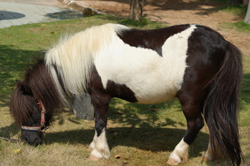 Poster - Ponies are small horses, usually measuring 14.2 hands (58 inches or 147 cm) or less at the withers. They come in various breeds, each with its own unique characteristics.|小馬