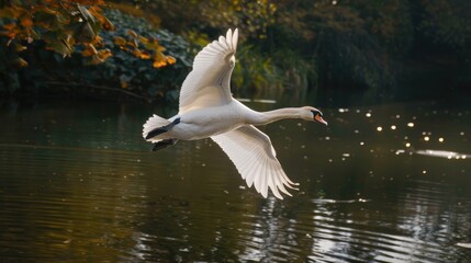 Wall Mural - Swan flying above pond