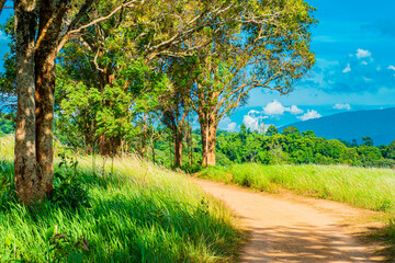 Wall Mural - Aerial view of beautiful rural landscape with green and white glass flower fields and trees under a sunny blue sky, National park, Thailand.