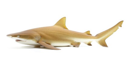 Sticker - Lemon Shark Isolated on White Background in Sandy Reef