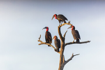 Wall Mural - Southern ground-hornbill, Bucorvus leadbeateri, largest hornbill world. Four black bird with red face, sitting on the tree, blue background. Animal portrait in the habitat, Okavango, Botswana