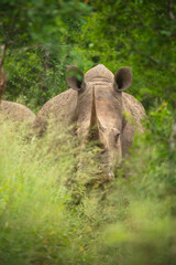 Wall Mural - An endangered white rhinoceros (Ceratotherium simum) grazing in grassland, South Africa, 4k resolution, 