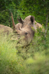 Wall Mural - An endangered white rhinoceros (Ceratotherium simum) grazing in grassland, South Africa, 4k resolution, 