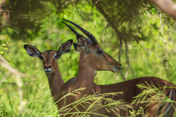 Wall Mural - Two young Common Impala bonding in Kruger National park, South Africa ; Specie Aepyceros melampus family of Bovidae