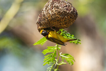 Wall Mural - Southern masked weaver (Ploceus velatus) building a nest in a tree in a backyard in Pretoria, South Africa