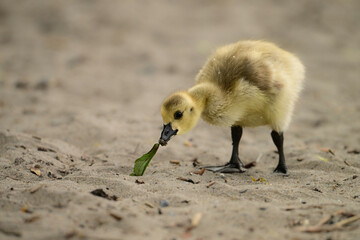 Wall Mural - Cute fluffy yellow baby Canada Goose goslings exploring a sandy beach