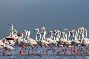 Wall Mural - African wild birds. A flock of great flamingos on the blue lagoon against the bright sky