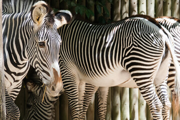 familia de zebras no zoologico