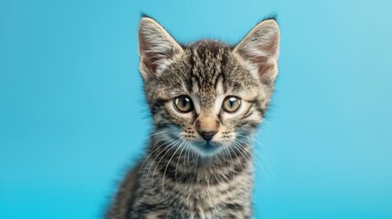 Poster - Young tabby cat in studio with blue backdrop