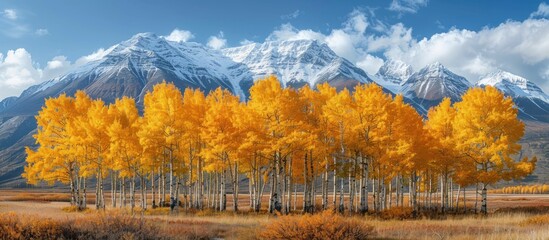 Wall Mural - Golden Aspen Trees Against a Snowy Mountain Range