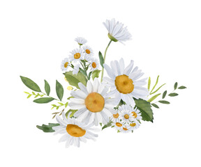 Wall Mural - Bouquet of chamomile daisy flowers in watercolor illustration